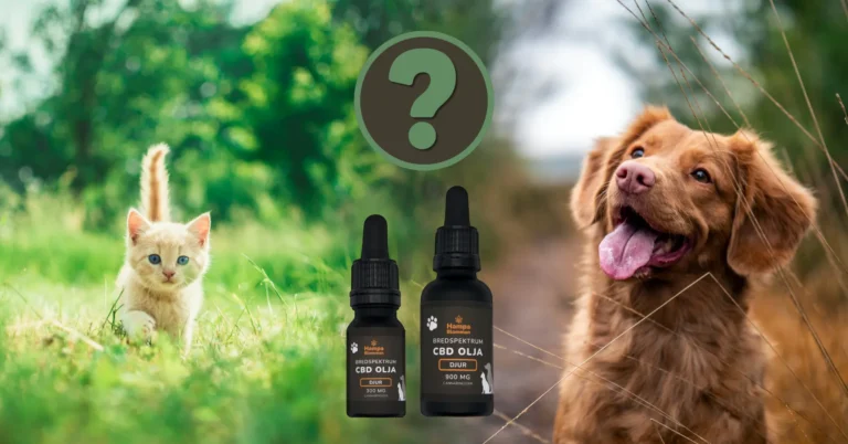 Katt och hund med CBD-olja