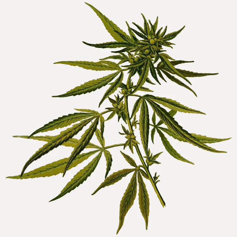Illustration av cannabisplanta med blad och blommor