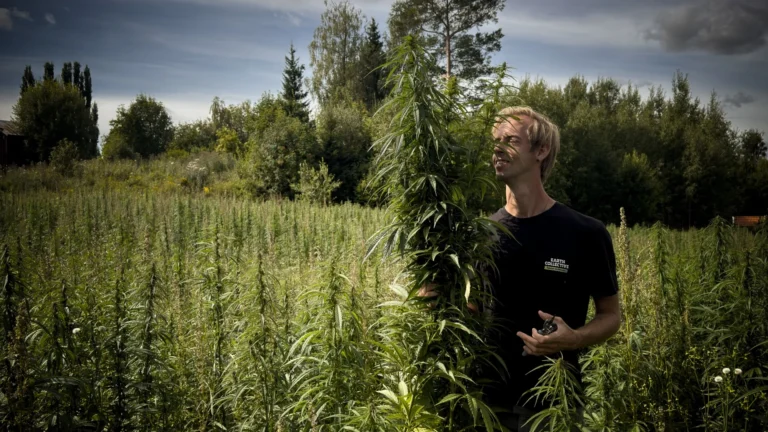 Hampablommans grundare står på ett hampafält med en hampaväxt i handen