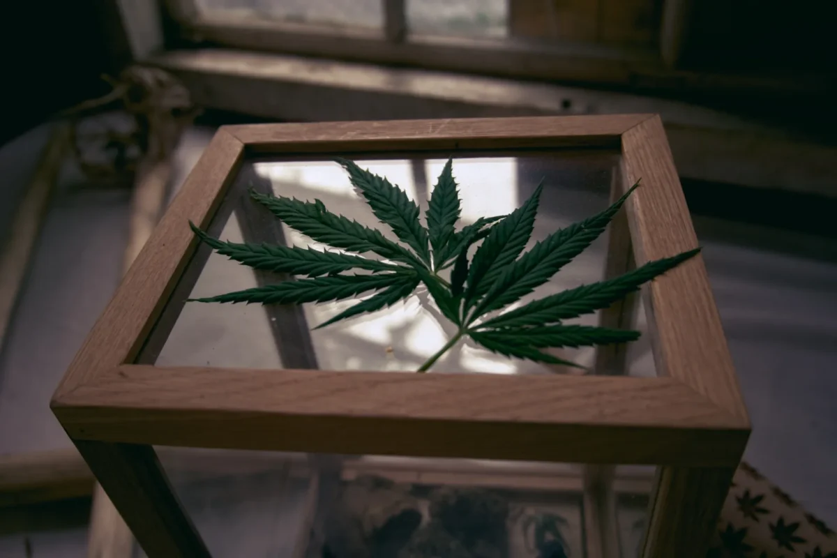 Hampablad på glaslocket till en monter i ljus träram