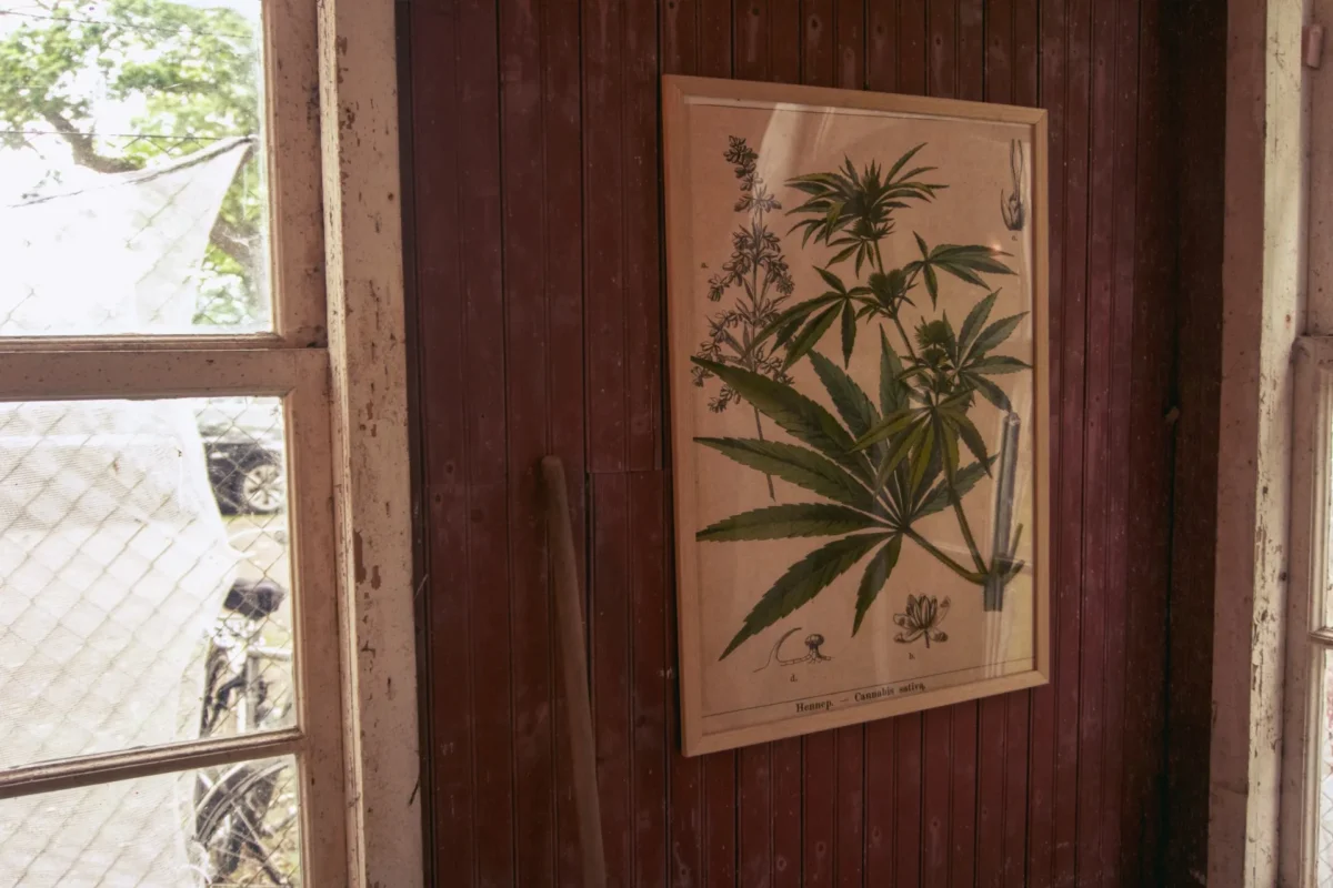 Inramad botanisk planscha med texten Hennep – Cannabis sativa på röd trävägg